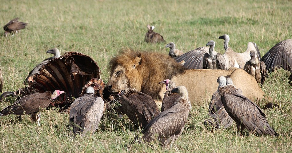 Speerboy and Notch 2, Löwen, Masai Mara