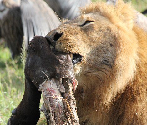 Speerboy and Notch 2, Löwen, Masai Mara
