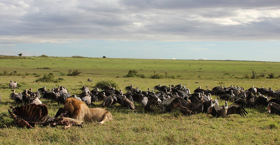 Speerboy and Notch 2, Löwen, Masai Mara