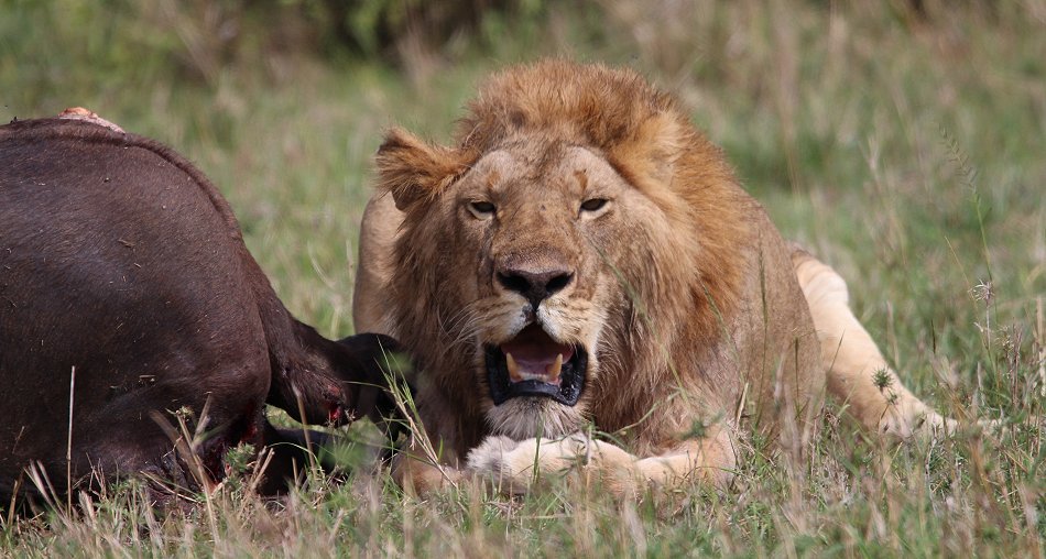 Speerboy, Löwe Masai Mara