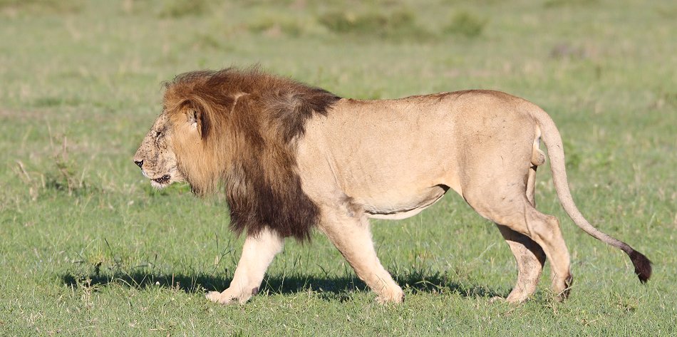 Speerboy and Notch 2, Löwen, Masai Mara