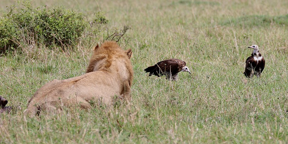 Speerboy, Löwe Masai Mara