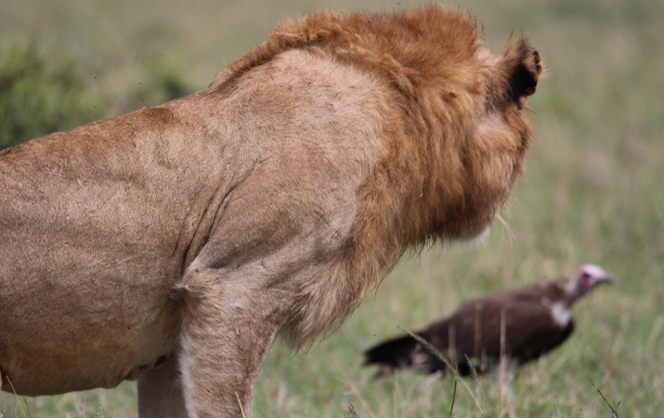 Speerboy, Löwe Masai Mara