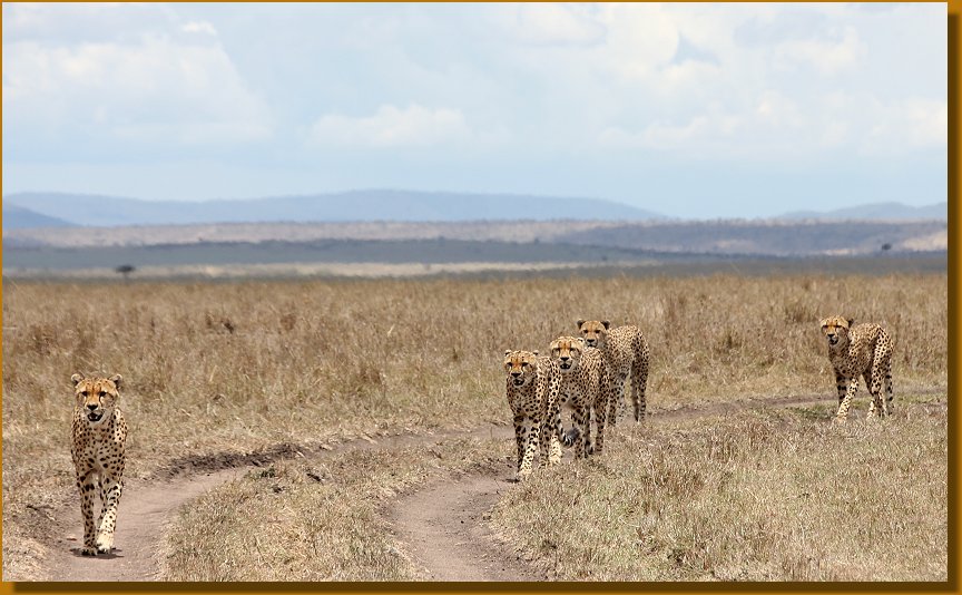 Wenn die Topi Kälber das Licht der Welt erblicken - 2 Wochen Safari in der Masai Mara