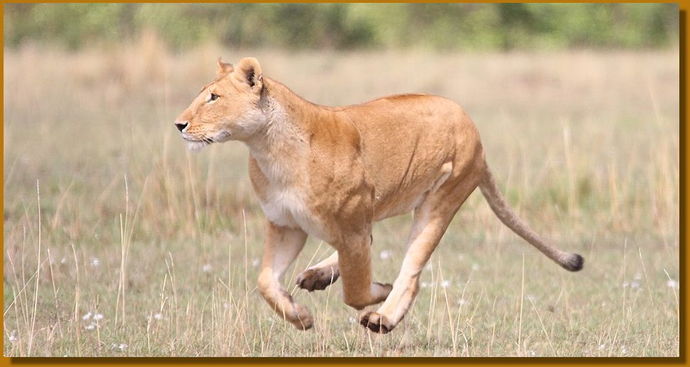 Wenn die Topi Kälber das Licht der Welt erblicken - 2 Wochen Safari in der Masai Mara