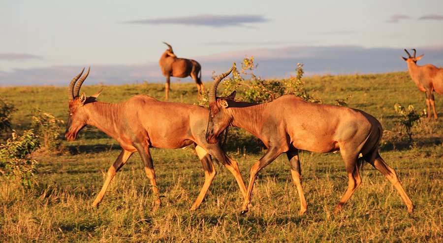 Topis Masai Mara
