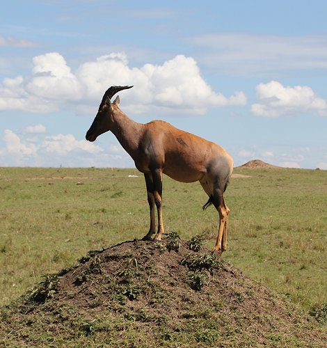 Topi
