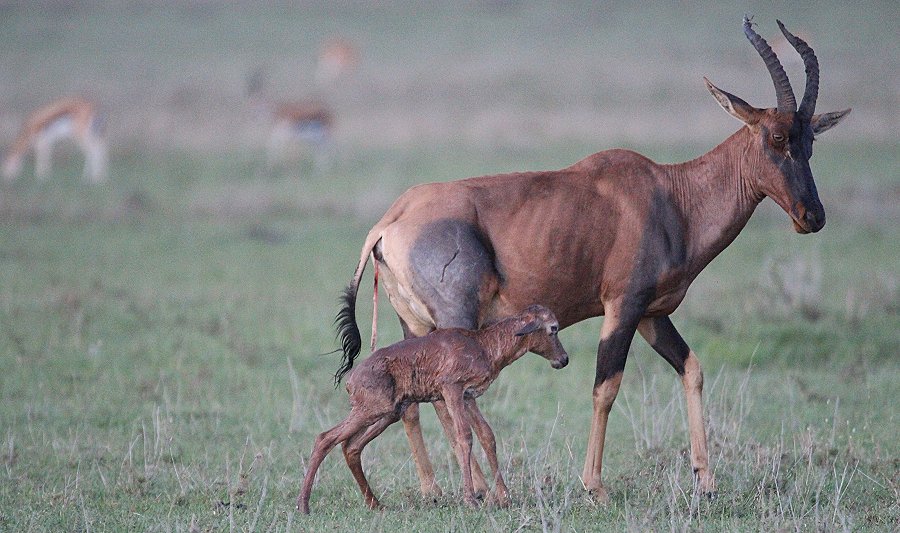 Topi Geburt - Masai Mara Ende Oktober 2019