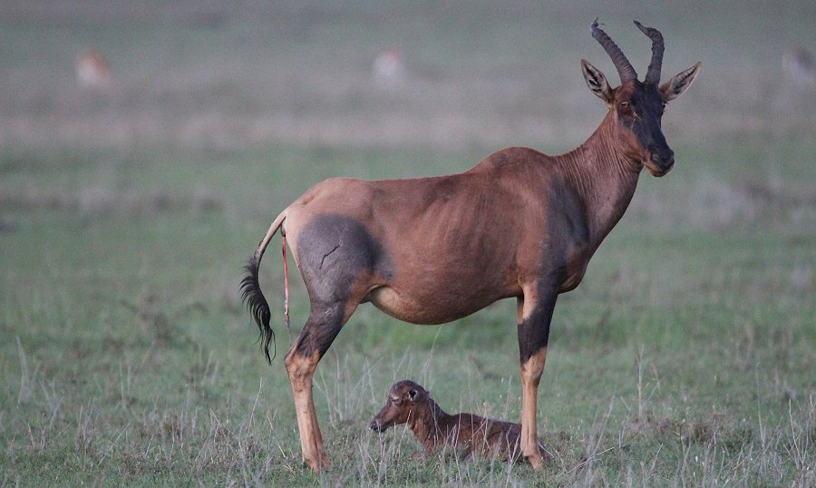 Topi Geburt - Masai Mara Ende Oktober 2019