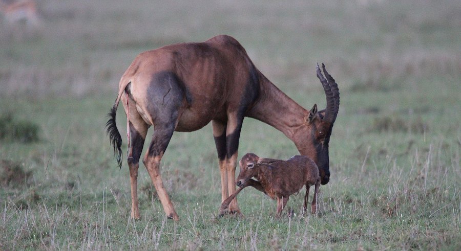 Topi Geburt - Masai Mara Ende Oktober 2019