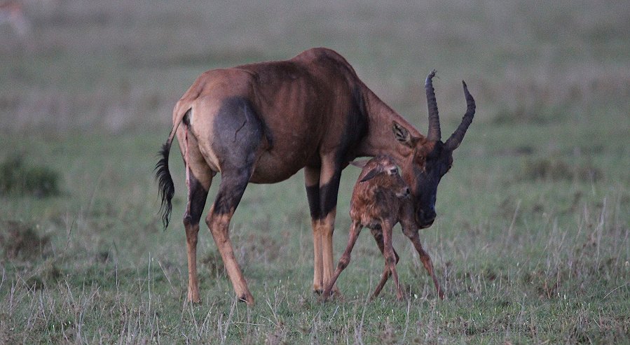 Topi Geburt - Masai Mara Ende Oktober 2019