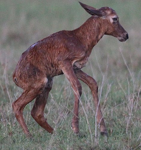 Topi Geburt - Masai Mara Ende Oktober 2019