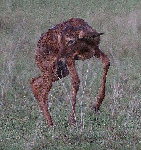 Topi Geburt - Masai Mara Ende Oktober 2019