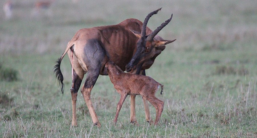 Topi Geburt - Masai Mara Ende Oktober 2019