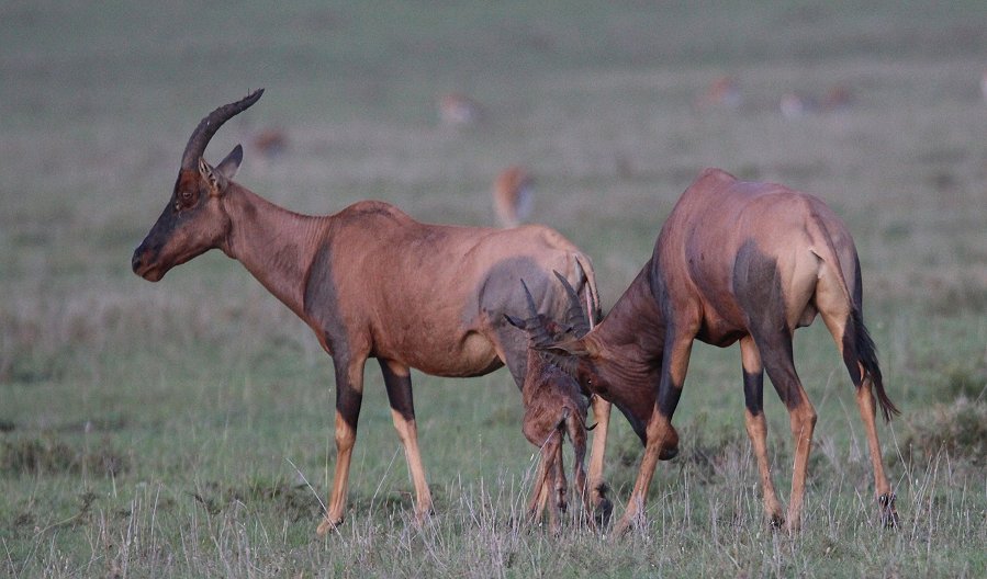 Topi Geburt - Masai Mara Ende Oktober 2019