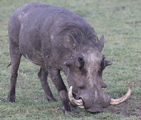 Warzenschweine