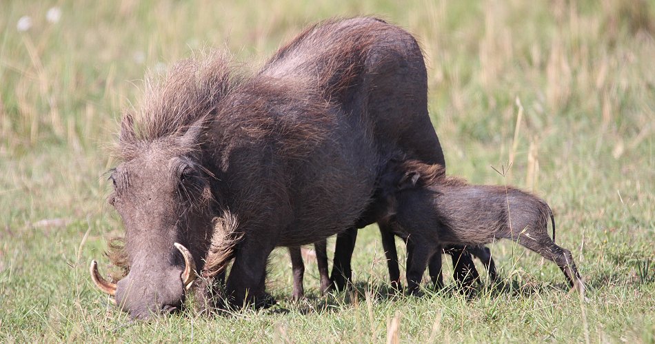 Warzenschwein Mutter mit Ferkeln