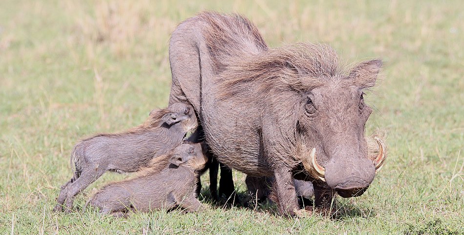 Warzenschwein Mutter mit Ferkeln