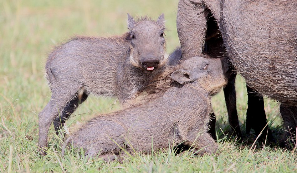 Warzenschwein Mutter mit Ferkeln