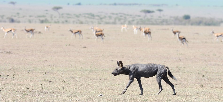 Wildhund, Masai Mara