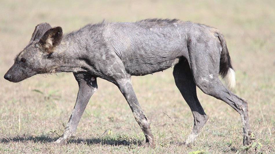 Wildhund, Masai Mara