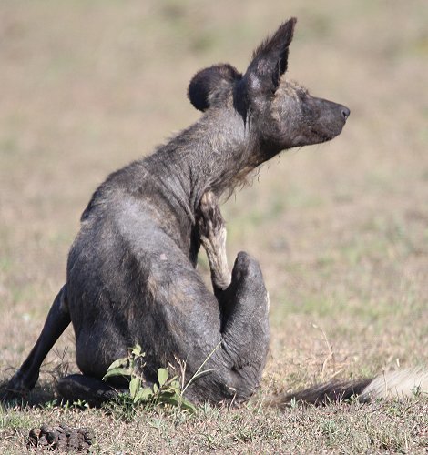 Wildhund, Masai Mara