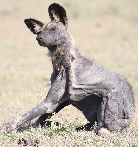 Wildhund, Masai Mara