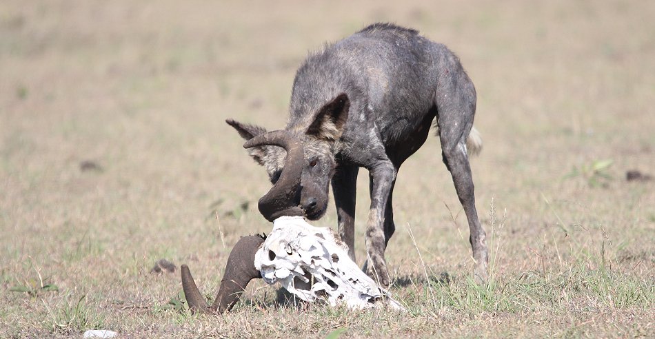 Wildhund, Masai Mara