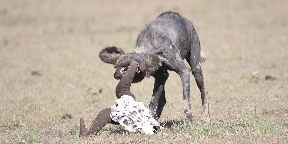 Wildhund, Masai Mara
