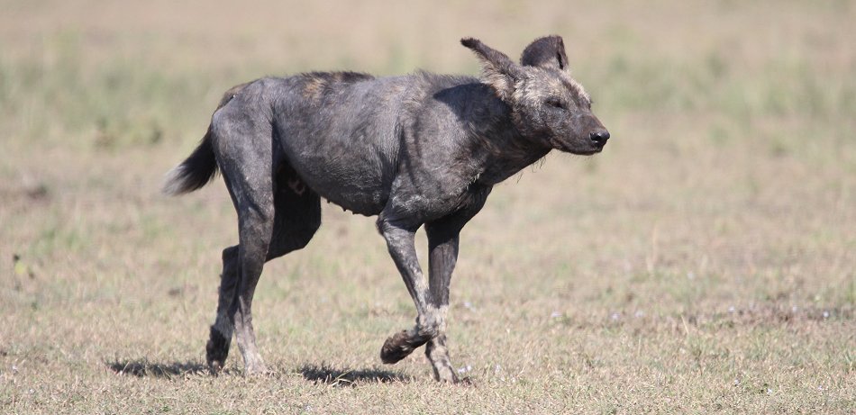 Wildhund, Masai Mara