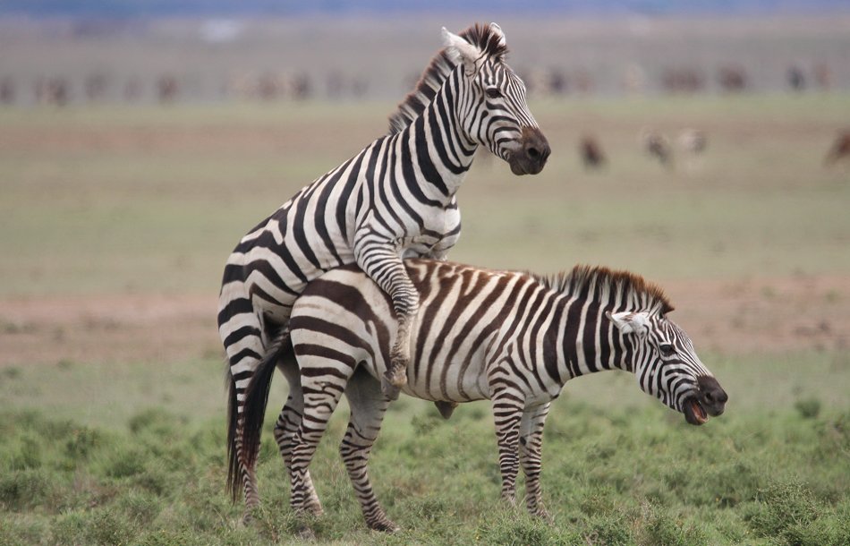 Zebra Paarung, Masai Mara