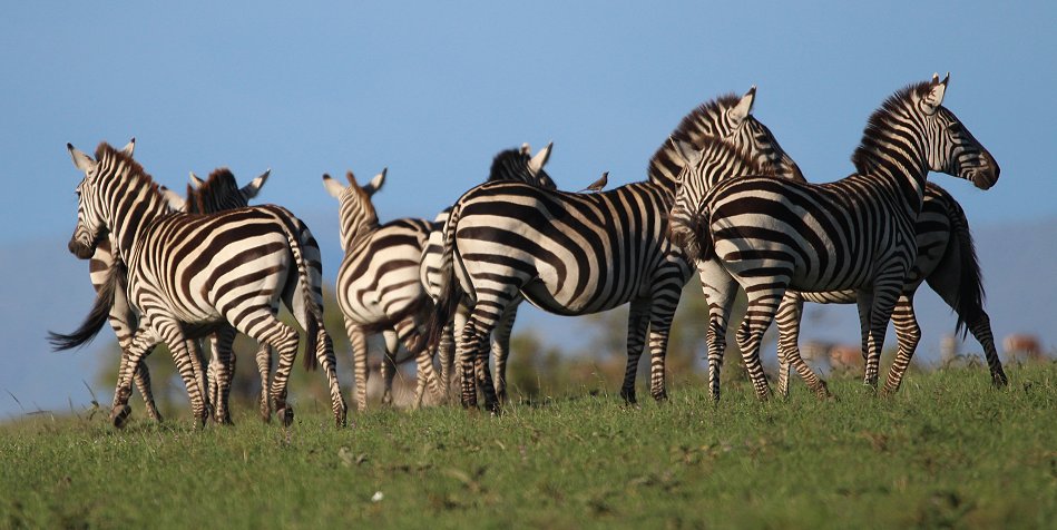 Zebras, Masai Mara