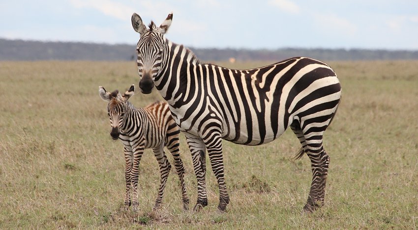 Zebras, Masai Mara