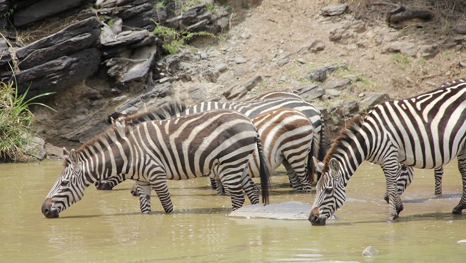 Zebra mit Fohlen
