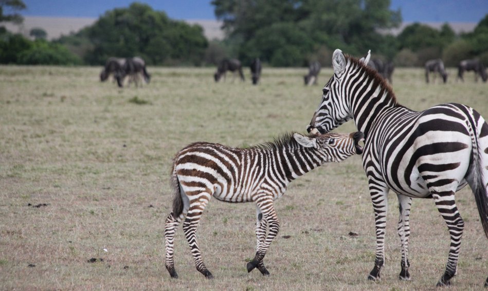 Zebra mit Fohlen