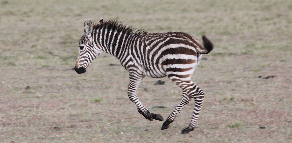 Zebra mit Fohlen