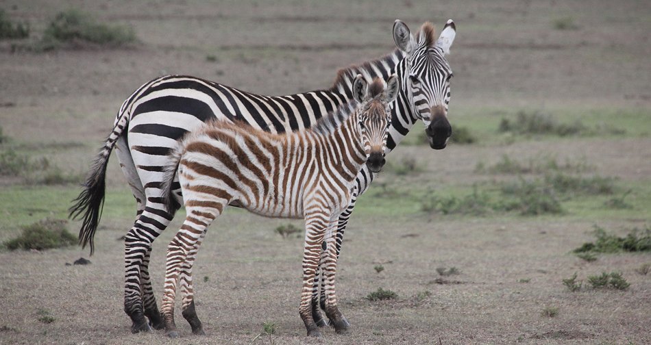 Zebras, Masai Mara