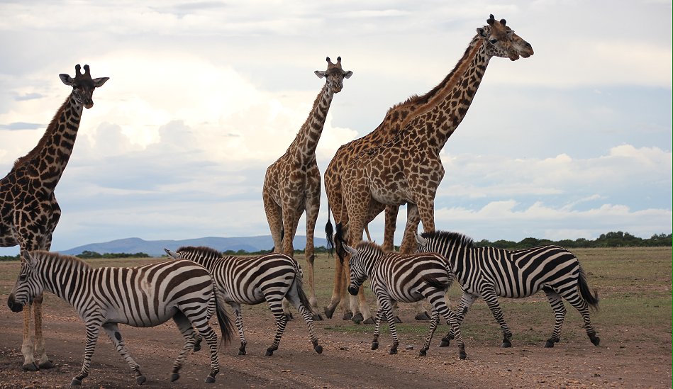 MASAI MARA