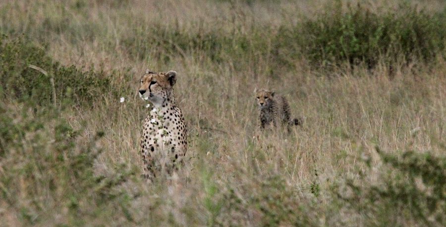 Geparden in der Serengeti