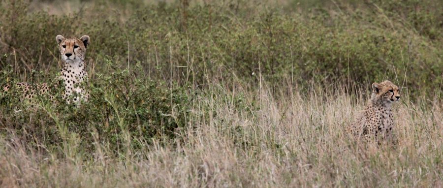 Geparden in der Serengeti