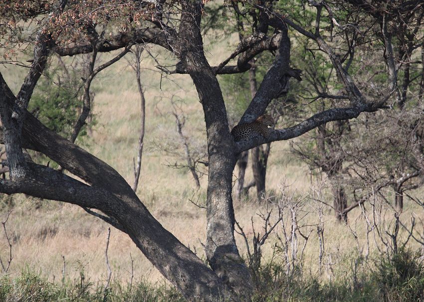 unser dritter Leopard in der Serengeti