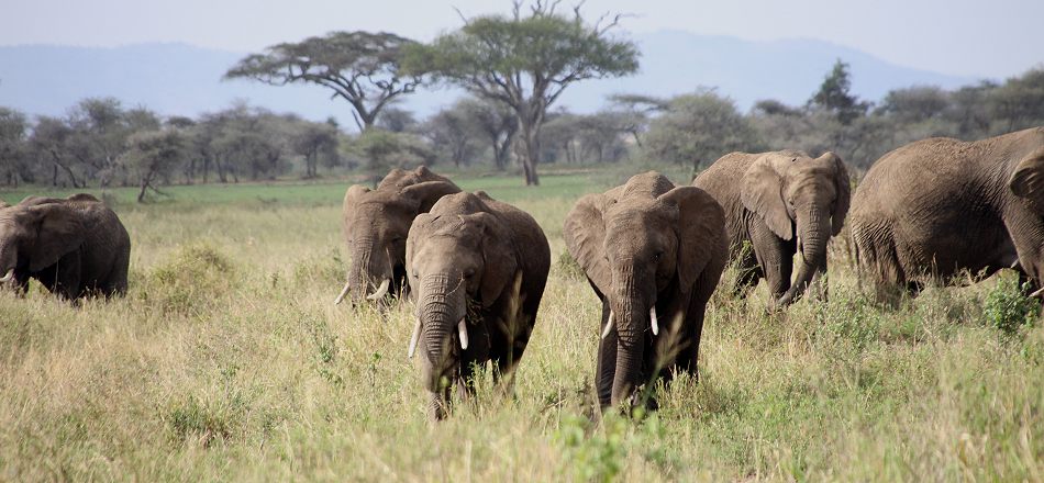 Elefanten in der Serengeti