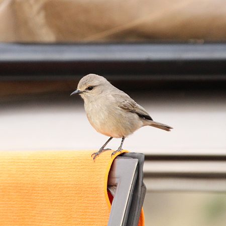 Schnäper, Fly catcher