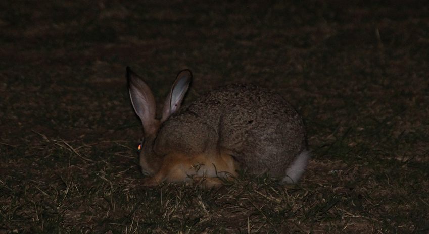 Serengeti, Hase