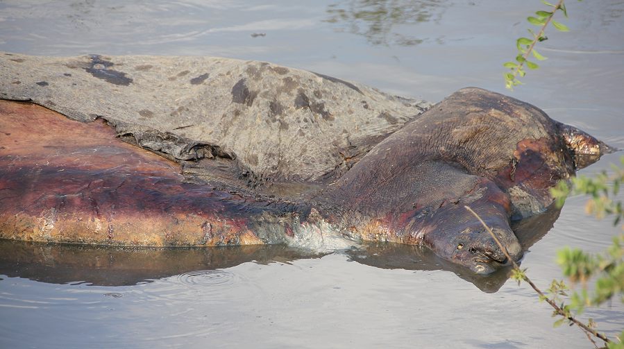 Hippo Kadaver in der Serengeti