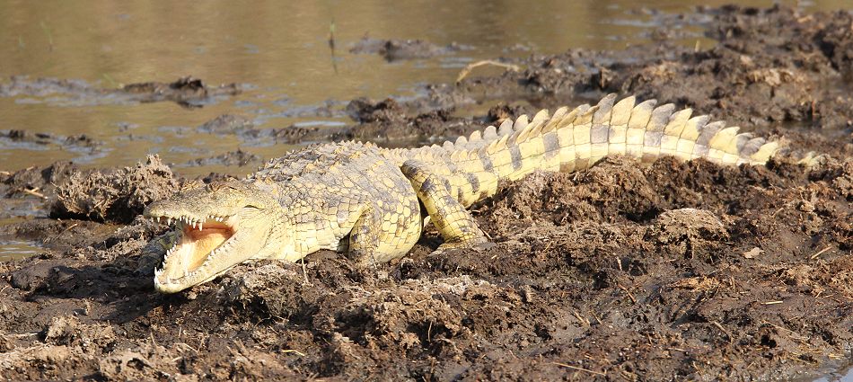 kleines Nilkrokodil iin der Serengeti