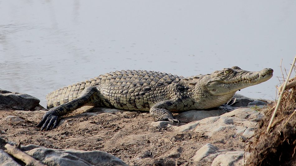 kleines Nilkrokodil iin der Serengeti