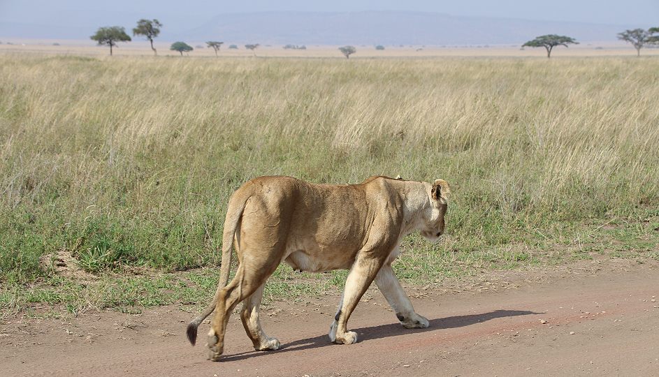 Löwen mit Jungen, Serengeti