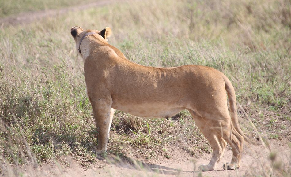 Löwen mit Jungen, Serengeti