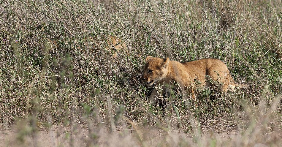 Löwen mit Jungen, Serengeti